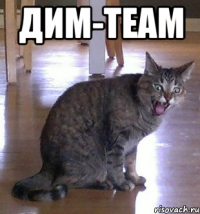 ДИМ-TEAM 