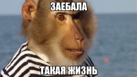 заебала такая жизнь
