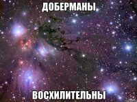 Доберманы Восхилительны