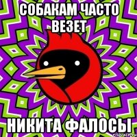 собакам часто везет Никита фалосы