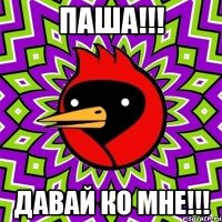 Паша!!! Давай ко мне!!!