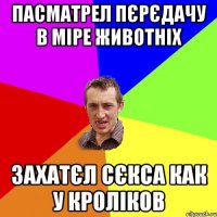 пасматрел пєрєдачу в міре животніх захатєл сєкса как у кроліков