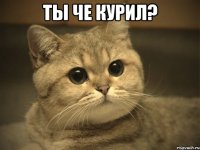 Ты че курил? 