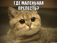 Где маленькая прелесть? 