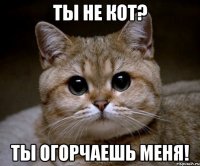 Ты не КОТ? ты огорчаешь меня!