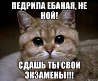 Педрила ебаная, не ной! Сдашь ты свои экзамены!!!