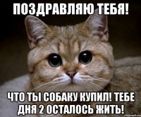 поздравляю тебя! что ты собаку купил! тебе дня 2 осталось жить!