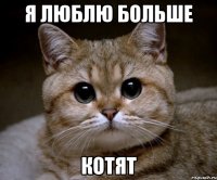 я люблю больше котят