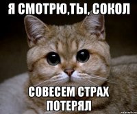 Я смотрю,ты, Сокол совесем страх потерял