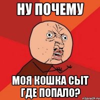 Ну почему Моя кошка сыт где попало?