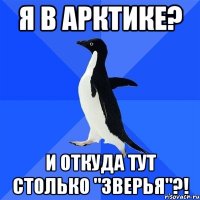 Я в Арктике? и откуда тут столько "зверья"?!