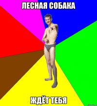 Лесная собака ждёт тебя