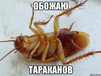 Обожаю тараканов