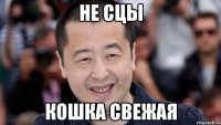 не сцы кошка свежая