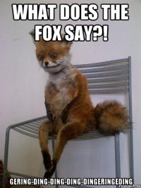 What does the fox say?! Gering-ding-ding-ding-dingeringeding