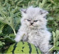 Создать мем Арбуз кот злой