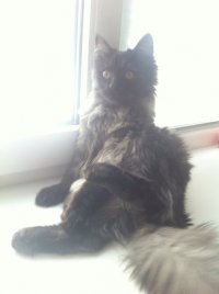 Создать мем Дашин кот
