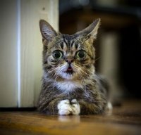 Создать мем Дерзкий Кот