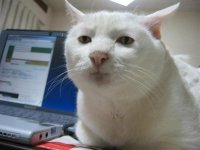 Создать мем кот
