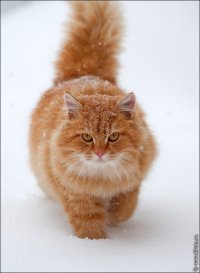 Создать мем кот