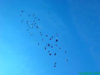 Создать мем нас 800