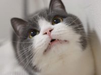 Создать мем нет коам гомосекам