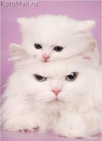 Создать мем приветик