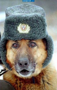 Создать мем Собака военый