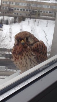 Создать мем Vogel