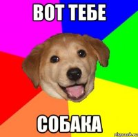 вот тебе собака