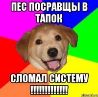 Пес посравщы в тапок Сломал систему !!!!!!!!!!!!!