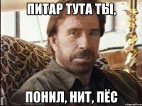 питар тута ты, понил, нит, пёс