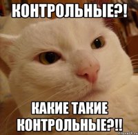 контрольные?! какие такие контрольные?!!