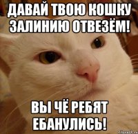 Давай твою кошку залинию отвезём! Вы чё ребят ебанулись!