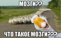 Мозги?? Что такое мозги???