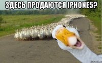 Здесь продаются iPhone5? 