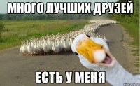 много лучших друзей есть у меня