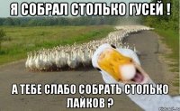 Я СОБРАЛ СТОЛЬКО ГУСЕЙ ! А ТЕБЕ СЛАБО СОБРАТЬ СТОЛЬКО ЛАЙКОВ ?