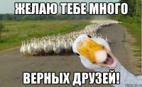 желаю тебе много верных друзей!