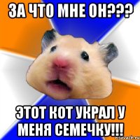 ЗА ЧТО МНЕ ОН??? ЭТОТ КОТ УКРАЛ У МЕНЯ СЕМЕЧКУ!!!