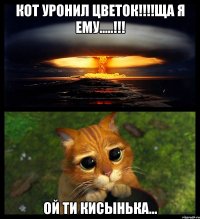 кот уронил цветок!!!!ща я ему.....!!! ой ти кисынька...