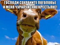 господи сохраните поголовье и меня чурапчиские крестьяне! 