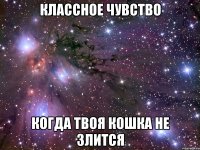 Классное чувство Когда твоя кошка не злится