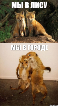 мы в лису мы в городе