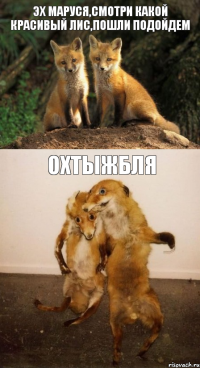 Эх Маруся,смотри какой красивый лис,пошли подойдем ОХТЫЖБЛЯ