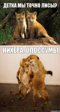 детка мы точно лисы? нихера. опоссумы