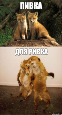 Пивка Для ривка