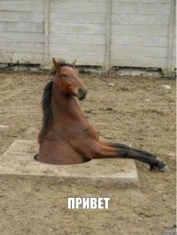  привет