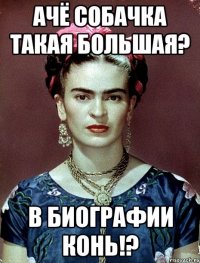 ачё собачка такая большая? в биографии конь!?