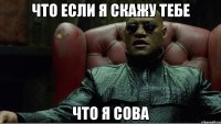 Что если я скажу тебе что я сова